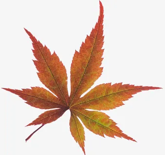 秋天立秋的叶子免抠 秋天立秋的叶子免抠