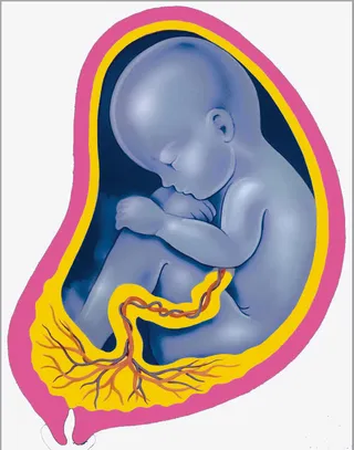 睡觉的胎儿免抠