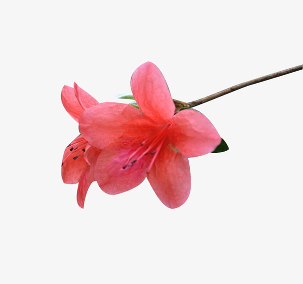 映山红开花免抠