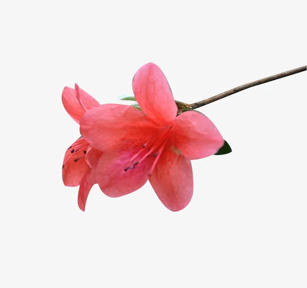 映山红开花免抠