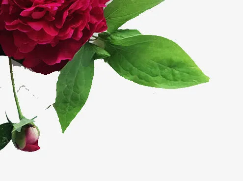 浪漫唯美鲜花免抠