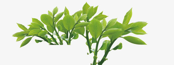 树枝免抠