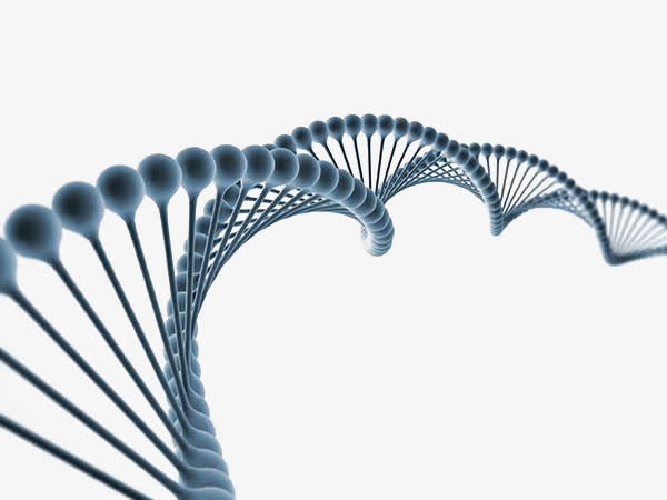 DNA分子免抠