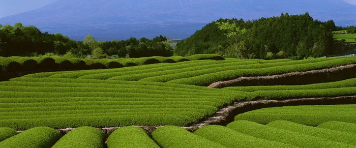 绿色茶园背景高清