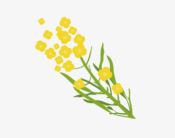 手绘清新装饰插图春天油菜花免抠