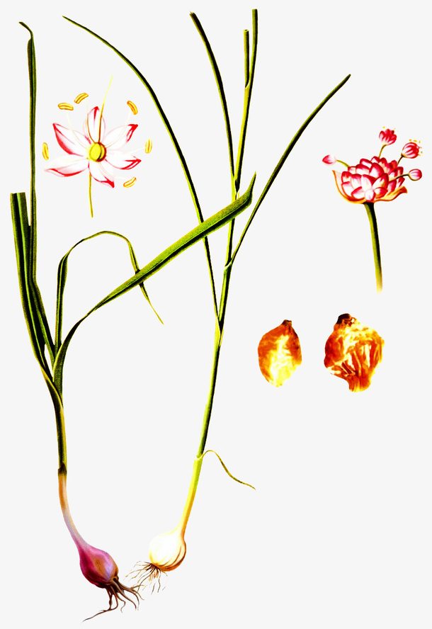 理气药类薤白免抠