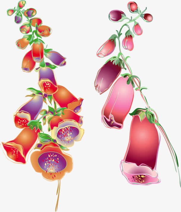 两支长长的牵牛花免抠