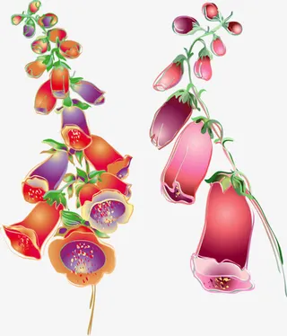 两支长长的牵牛花免抠