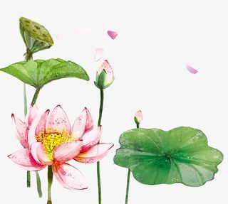 春天小清新荷花荷叶免抠