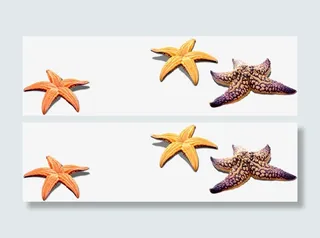 黄色棕色海星背景素材