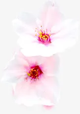 粉色桃花图片免抠