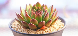 日系文艺清新多肉植物背景高清