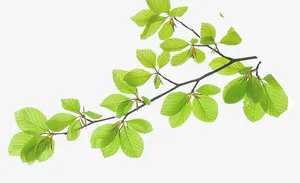 木棉树枝免抠