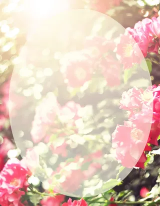 妇女节月季海报背景素材高清