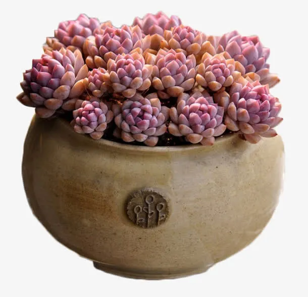 多肉植物免抠