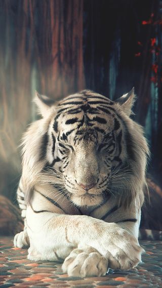 老虎H5背景高清