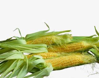 绿色新鲜玉米棒免抠