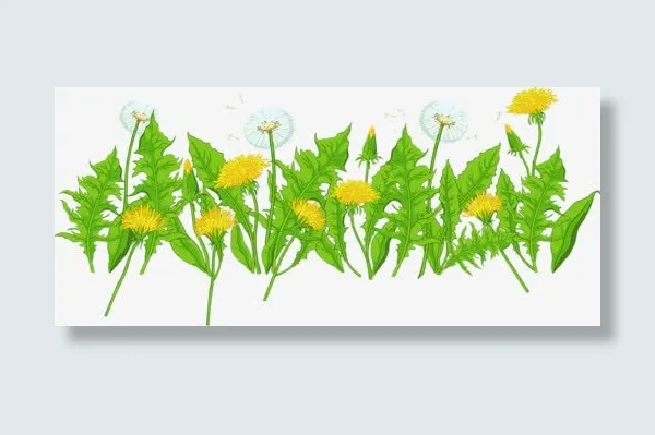 蒲公英花丛免抠