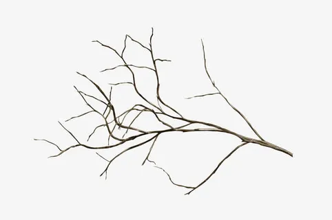 树枝免抠 树枝免抠