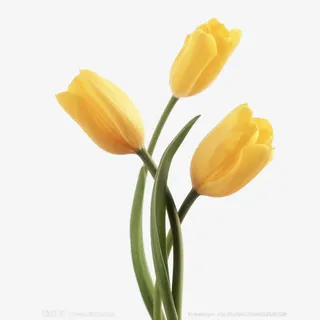 含苞待放郁金香免抠