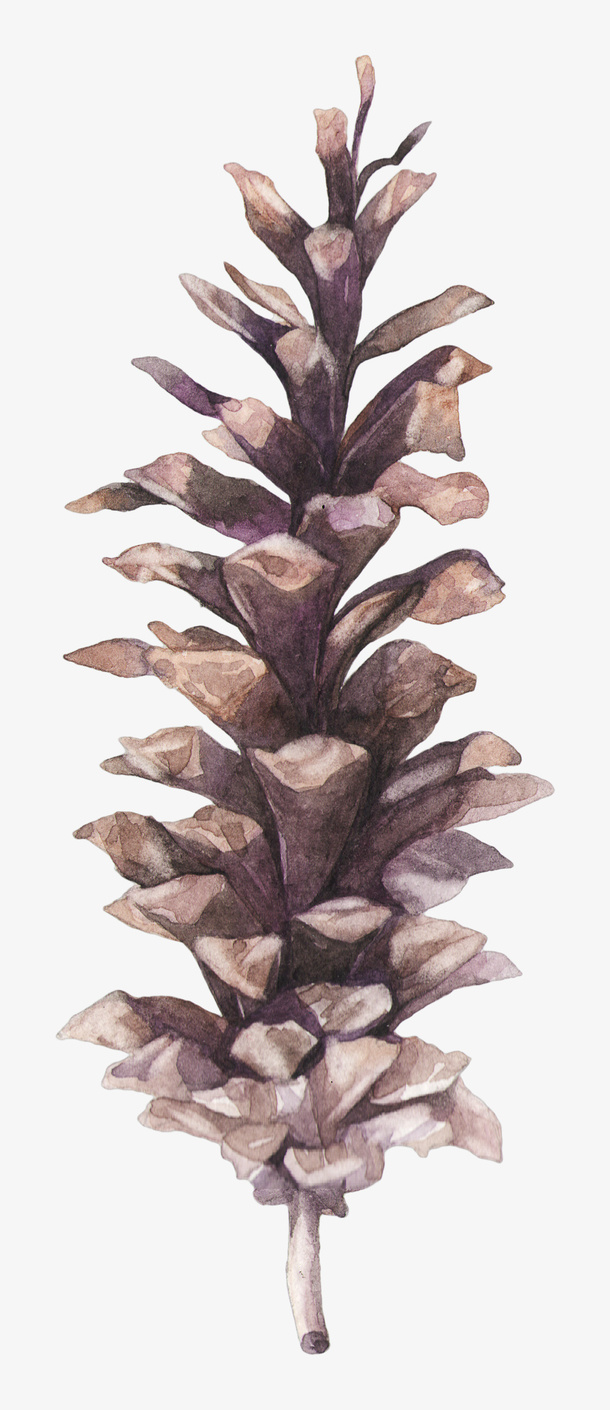插画风格画松果果实免抠