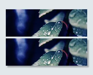 叶片水珠背景高清