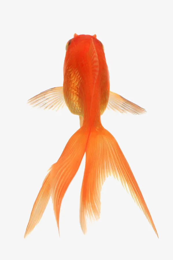 红色小金鱼免抠
