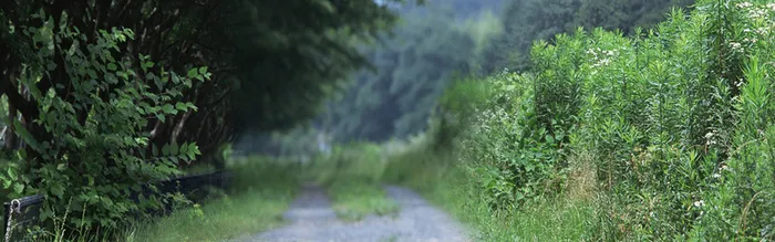 绿色小路背景高清