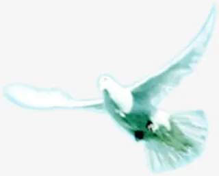 唯美白色飞翔白鸽美景免抠