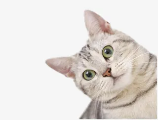 白色的小猫装饰图片免抠