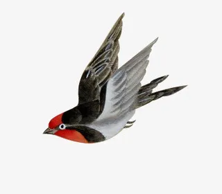 燕子燕归来中国风素材漂浮古风素免抠