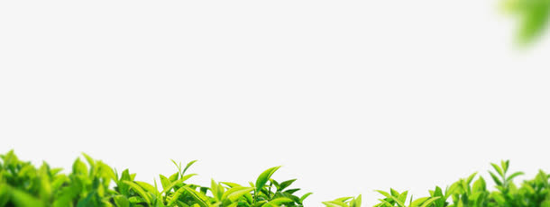 树枝免抠