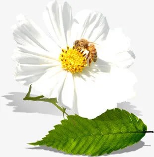 创意摄影白色的茉莉花免抠