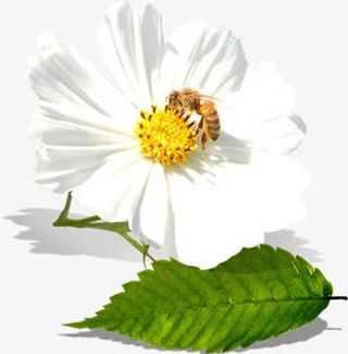 创意摄影白色的茉莉花免抠