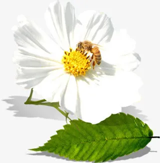 创意摄影白色的茉莉花免抠