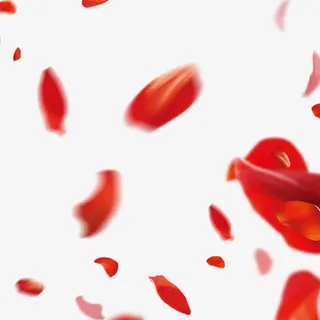 花瓣免抠 花瓣免抠
