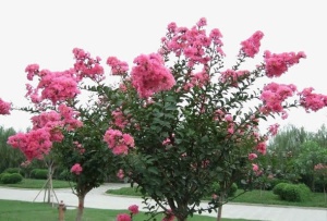 路边紫薇花免抠