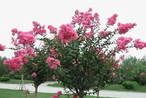 路边紫薇花免抠