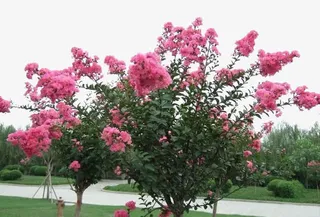 路边紫薇花免抠