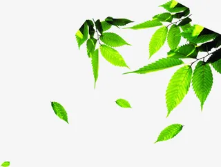 绿色时尚春天树叶树影免抠