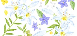 百合花瓣手绘彩色banner背景高清