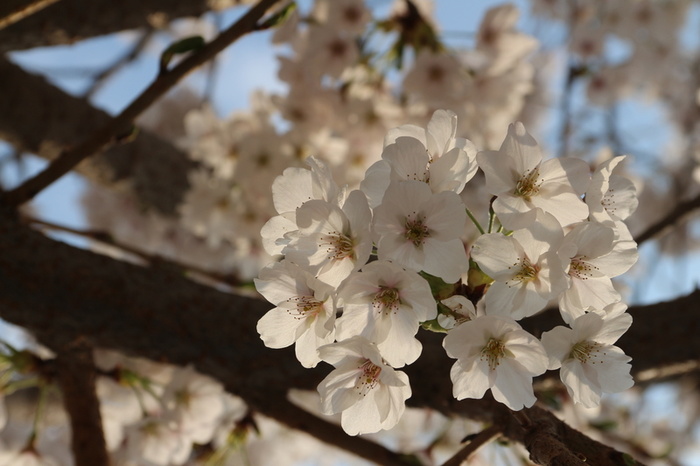 春季校园樱花背景高清