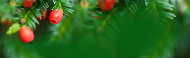 绿色植物背景