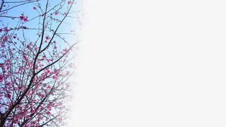 春天樱花摄影背景设计元素之九免抠背景摄影风景元素