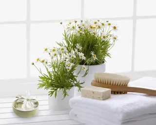 优雅的小家免抠