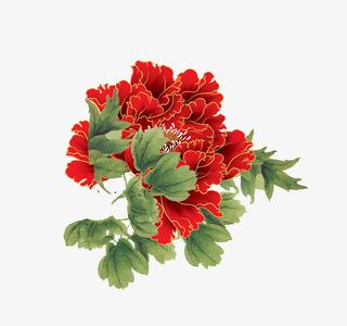 红色牡丹图片免抠