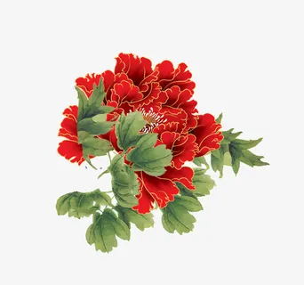 红色牡丹图片免抠 红色牡丹图片免抠