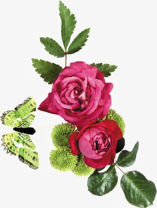 红色玫瑰花免抠