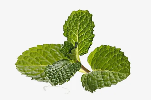 薄荷叶儿免抠