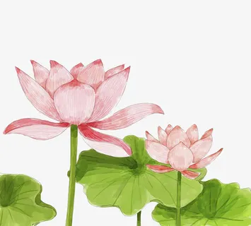 荷花水彩画免抠 荷花水彩画免抠